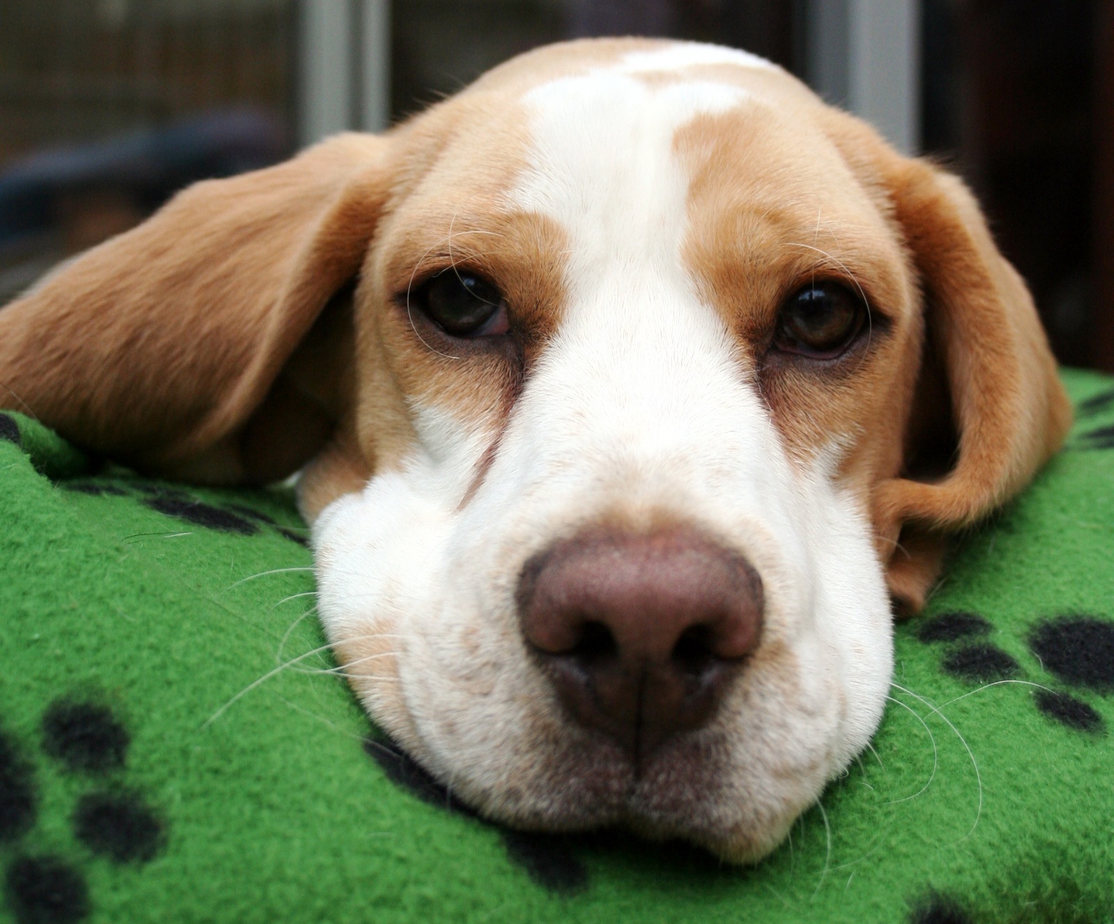 a white and brown dog lying on top of a green blanket