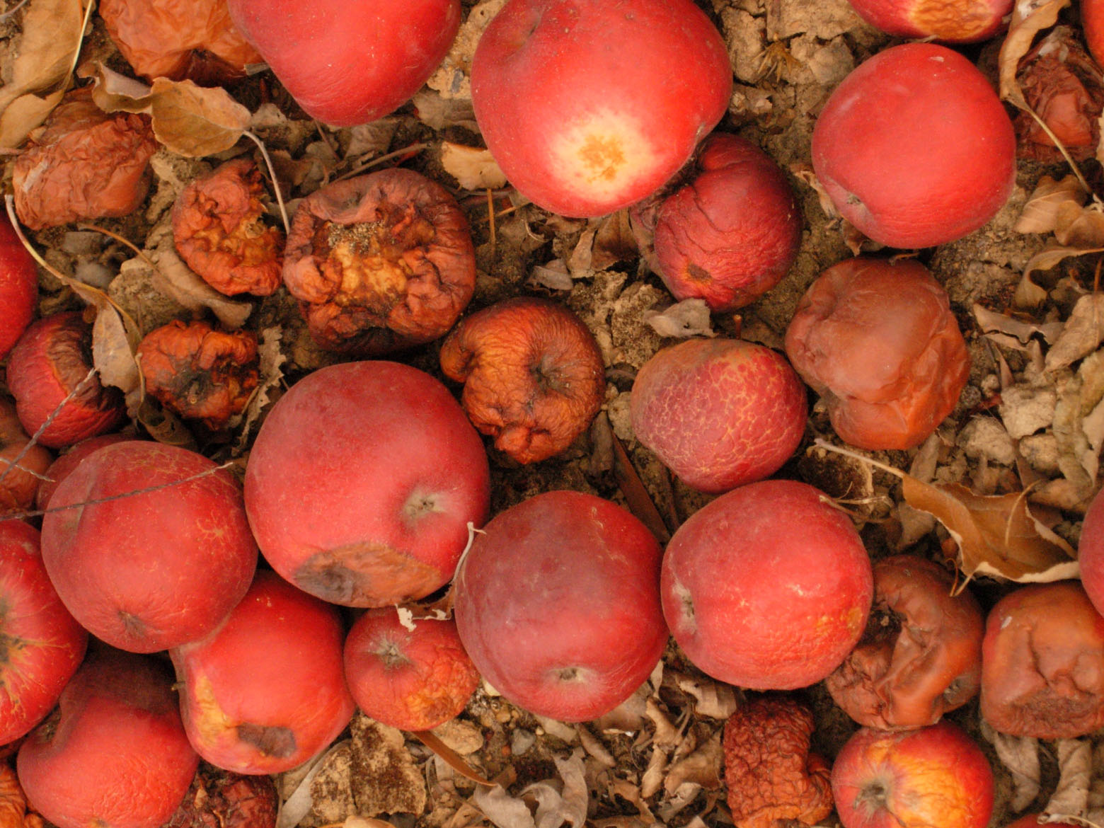 closeup of apple fruit with leaves on ground