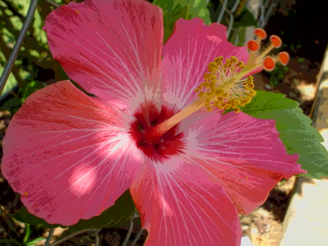 a large pink flower with green leaves and yellow stamen