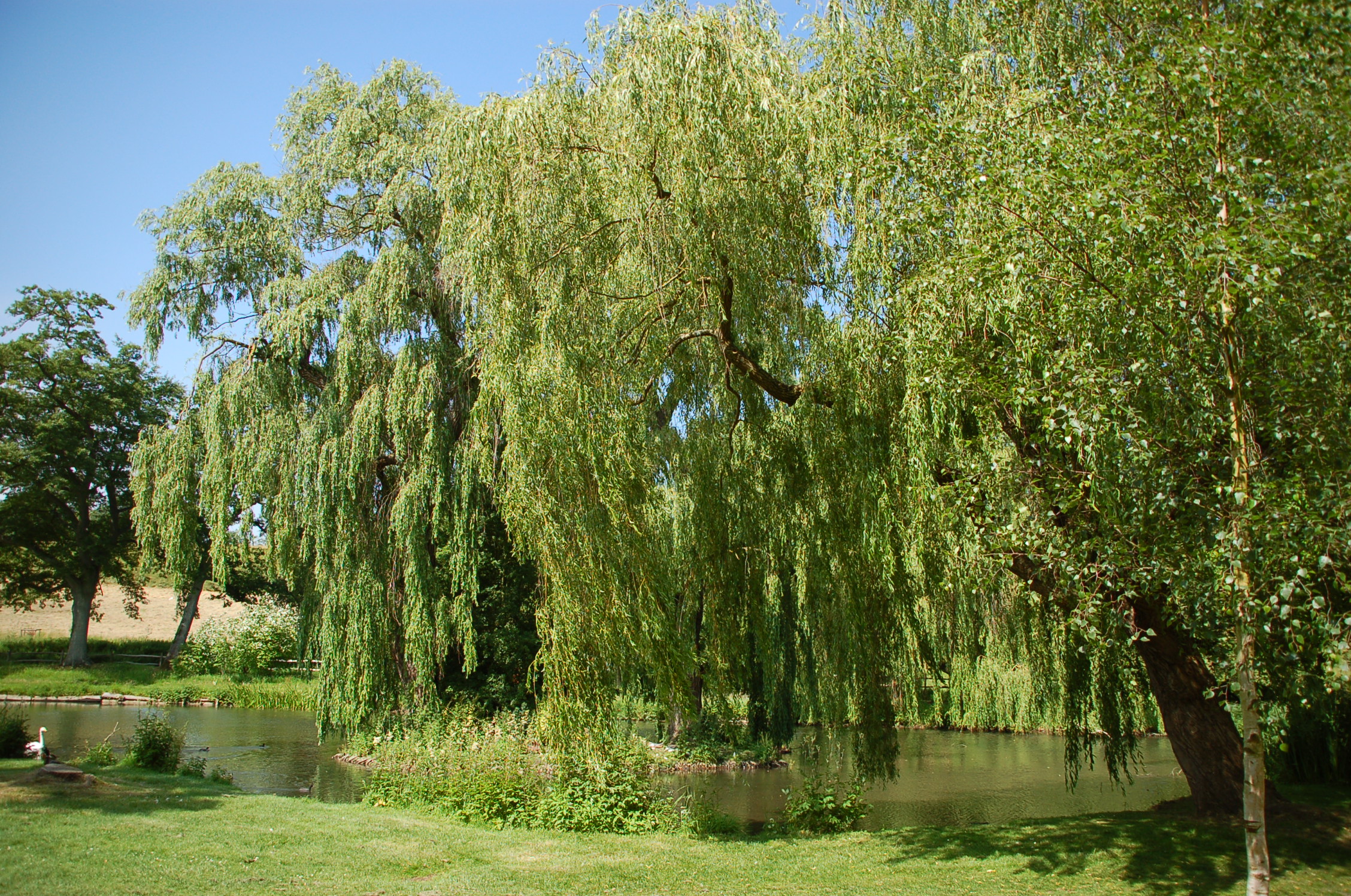 a large green tree sitting by a pond