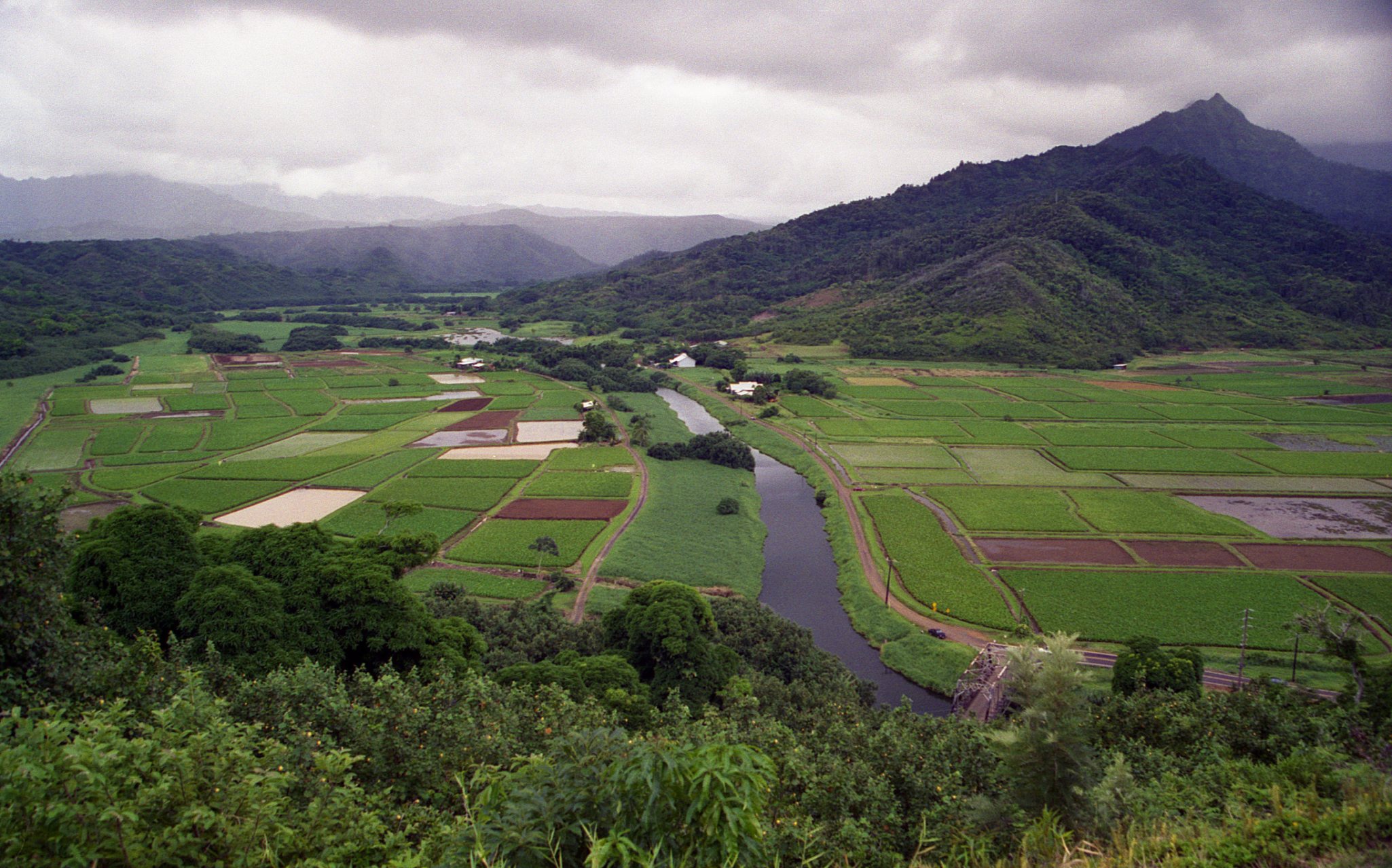a rural countryside is shown with rice fields
