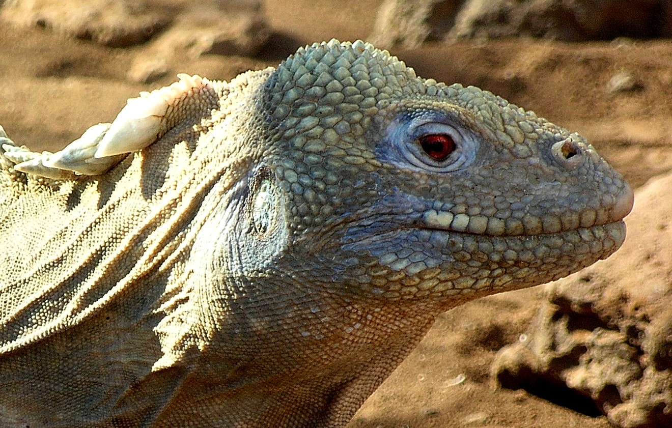 the head of an iguana looking around