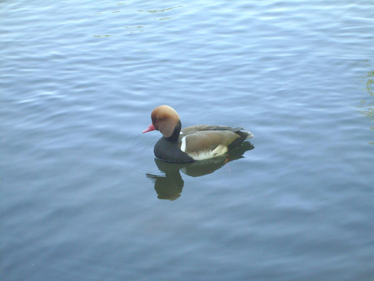 a duck is floating on top of the water