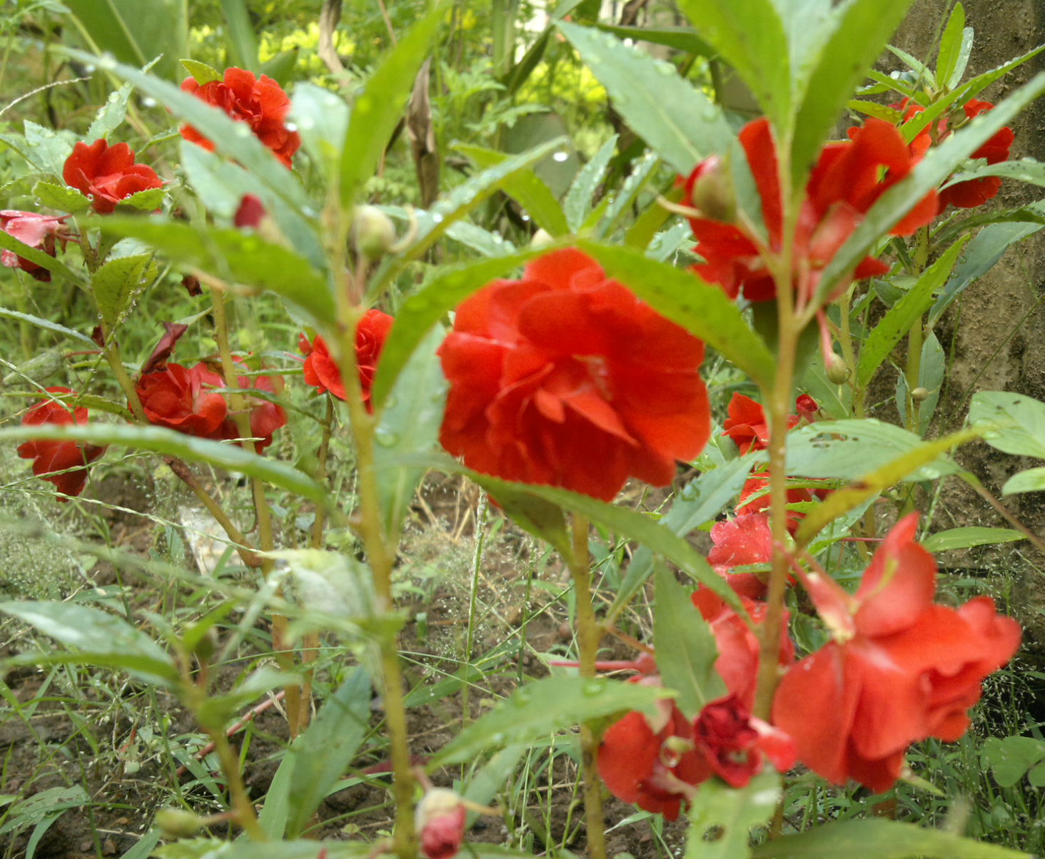 red flowers growing in a grassy area with trees and grass