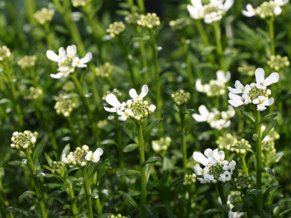 many white flowers are growing close to one another