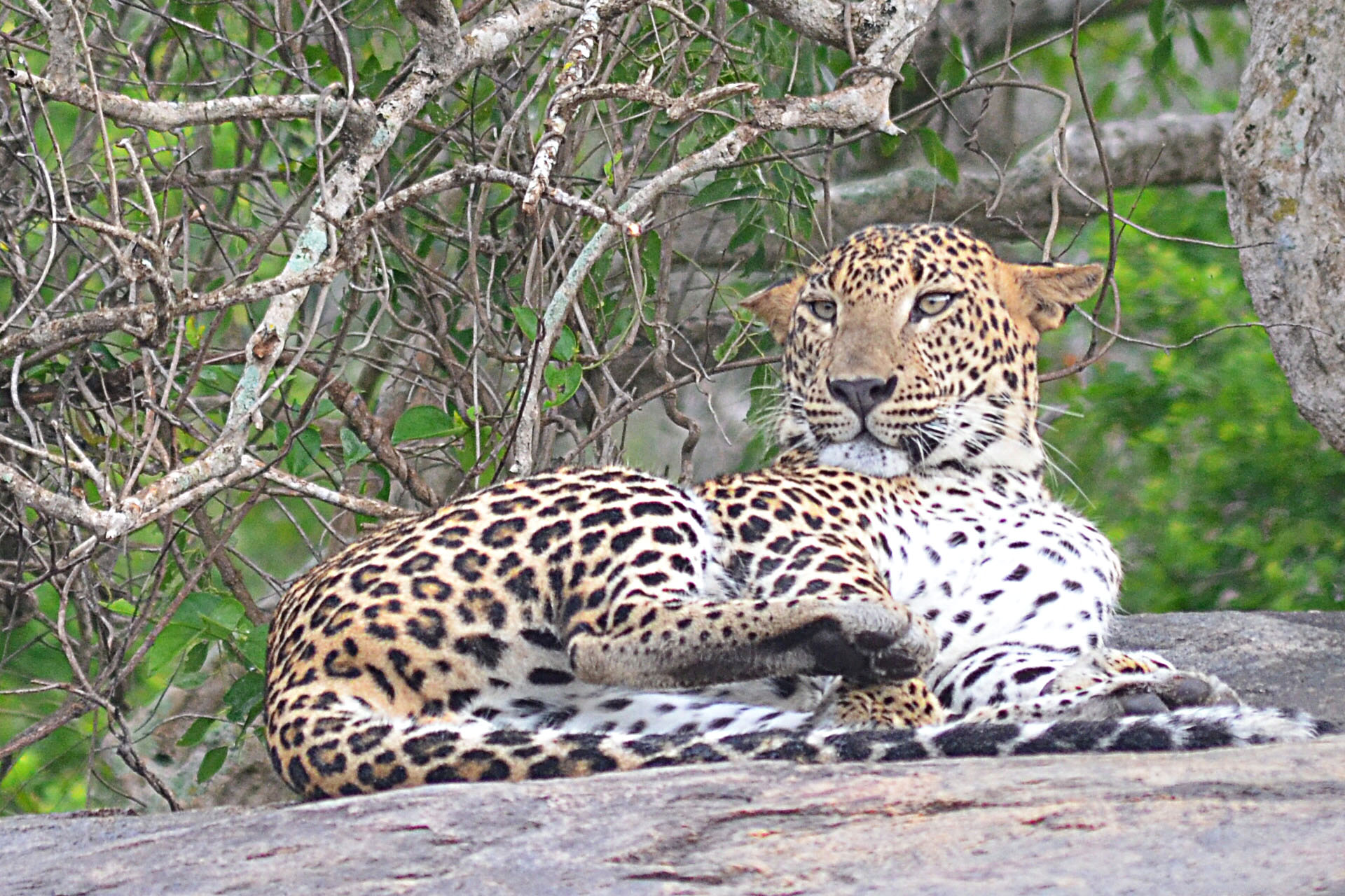 two leopards lay down on rocks next to trees