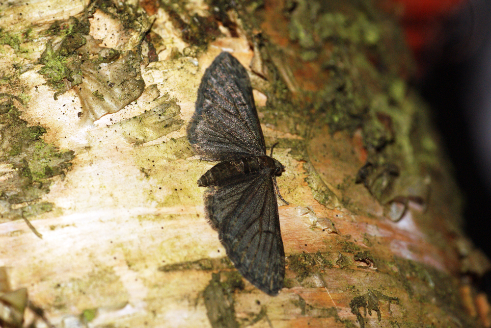 a moth resting on the trunk of a tree