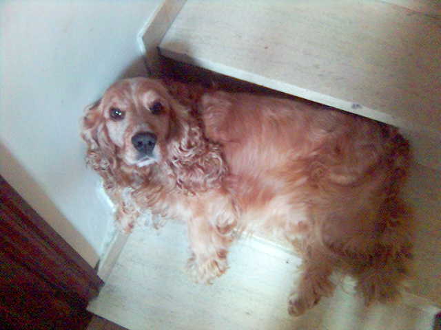 a red curly dog sitting on the floor in a room