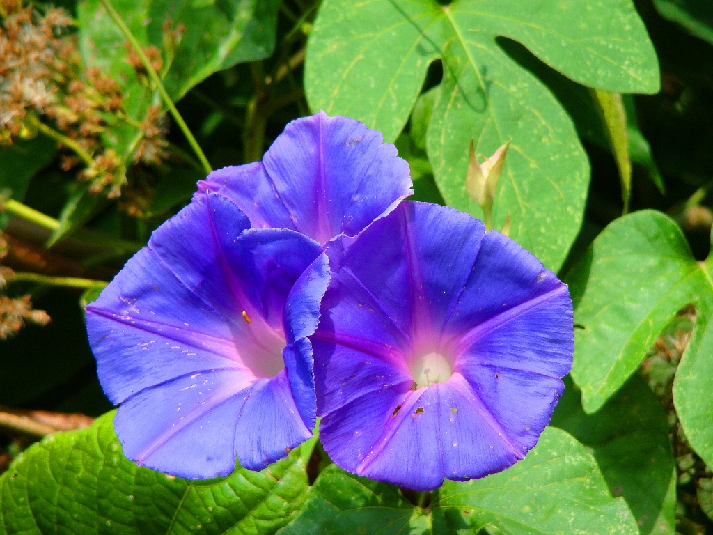 two purple flowers with green leaves next to each other