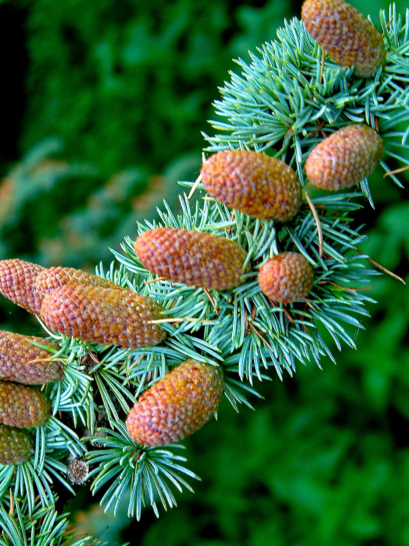 a closeup of a pine cone with needles