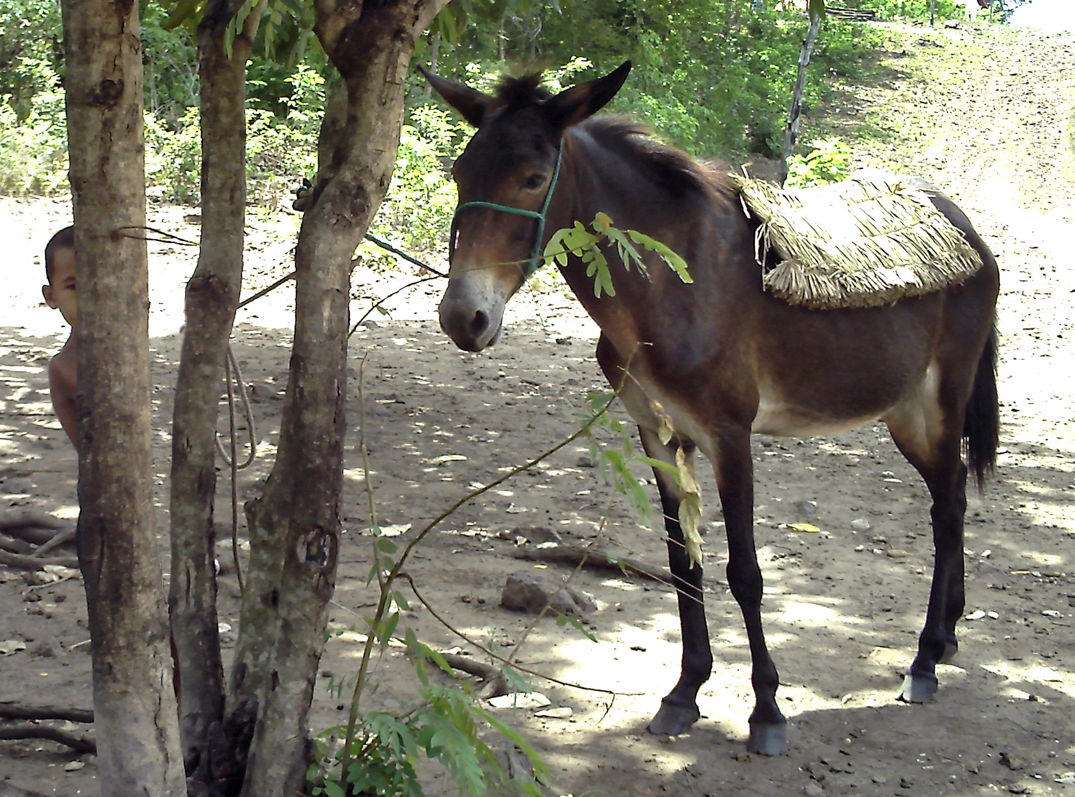 a small horse that is tied to a tree