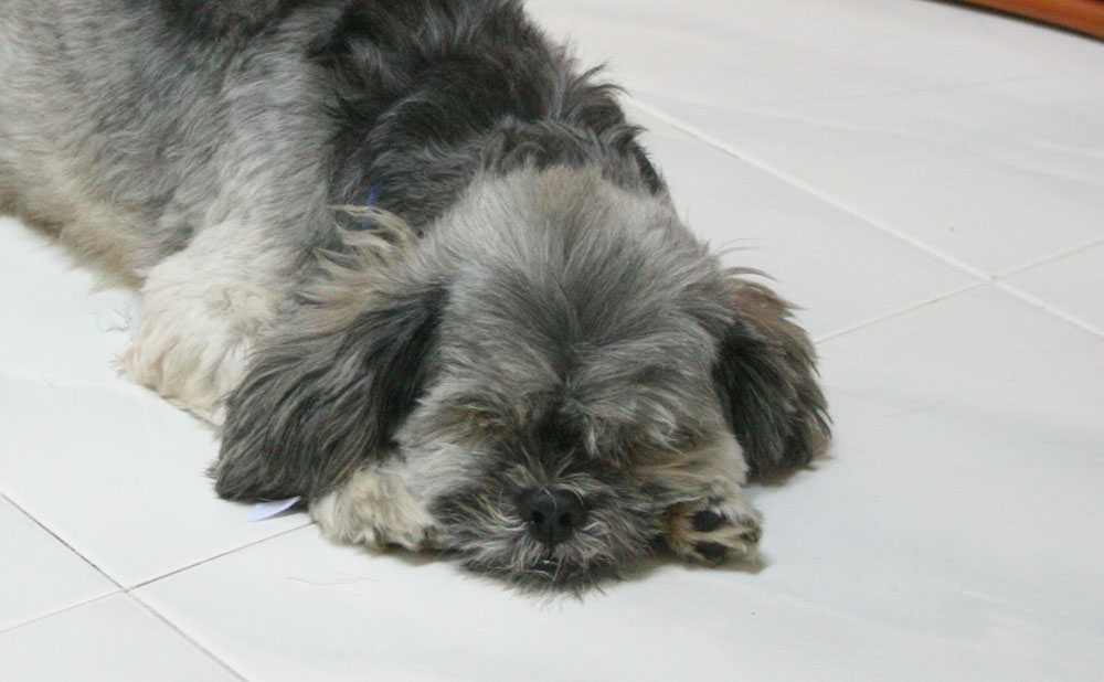 a close up of a small dog sleeping on the floor