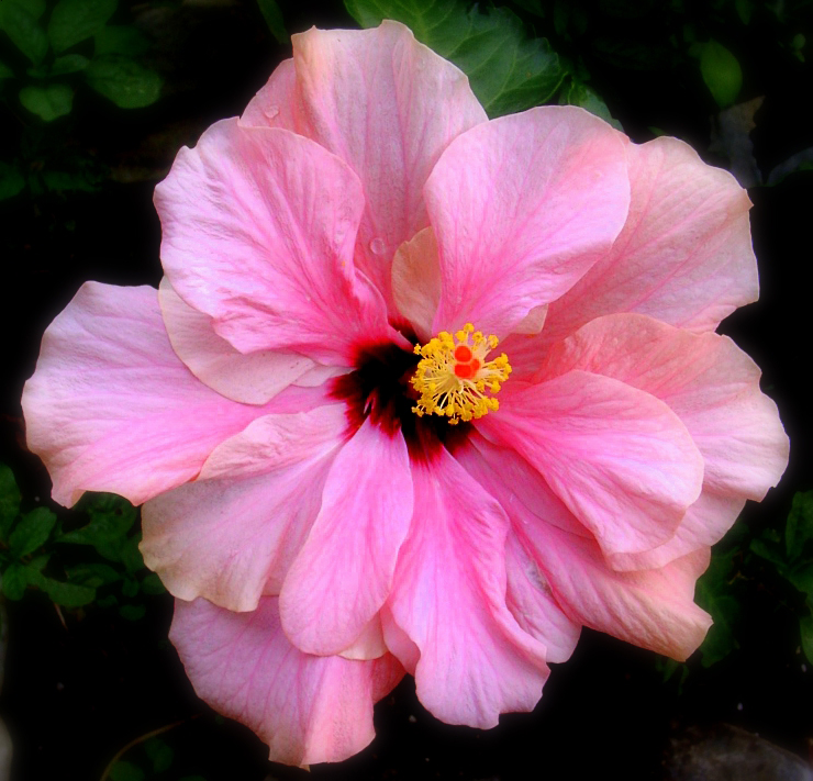 large pink flower blooming in dark room