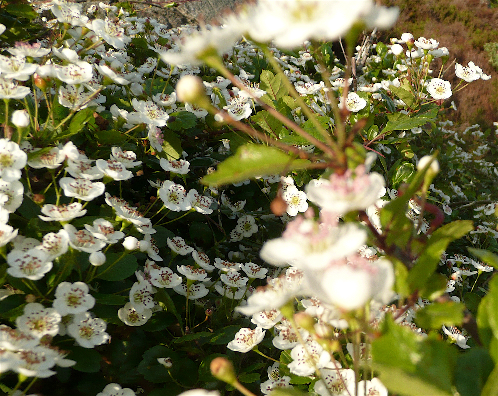 close up view of white flowers blooming in a garden