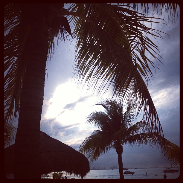 a palm tree silhouetted against the sky with boats in the water