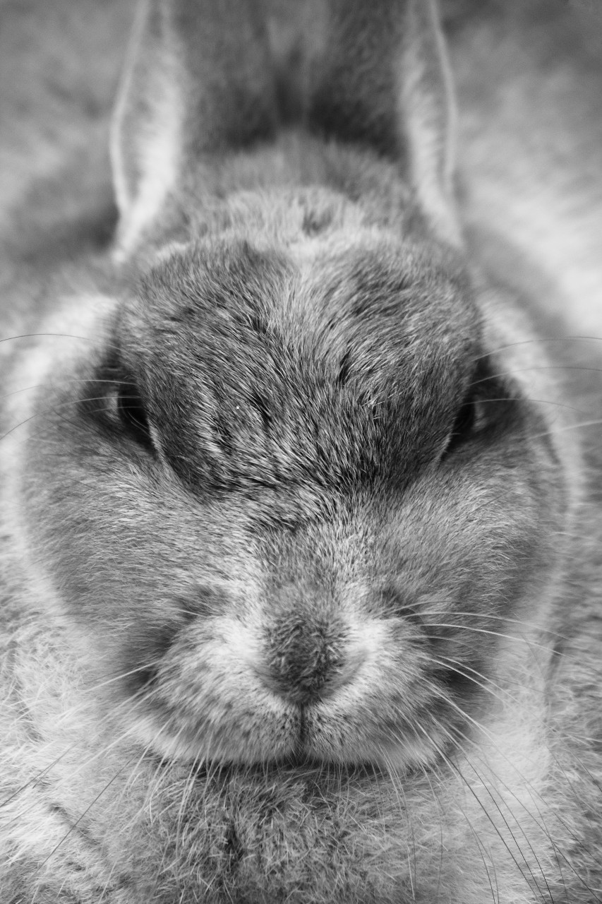 black and white image of an animal's face