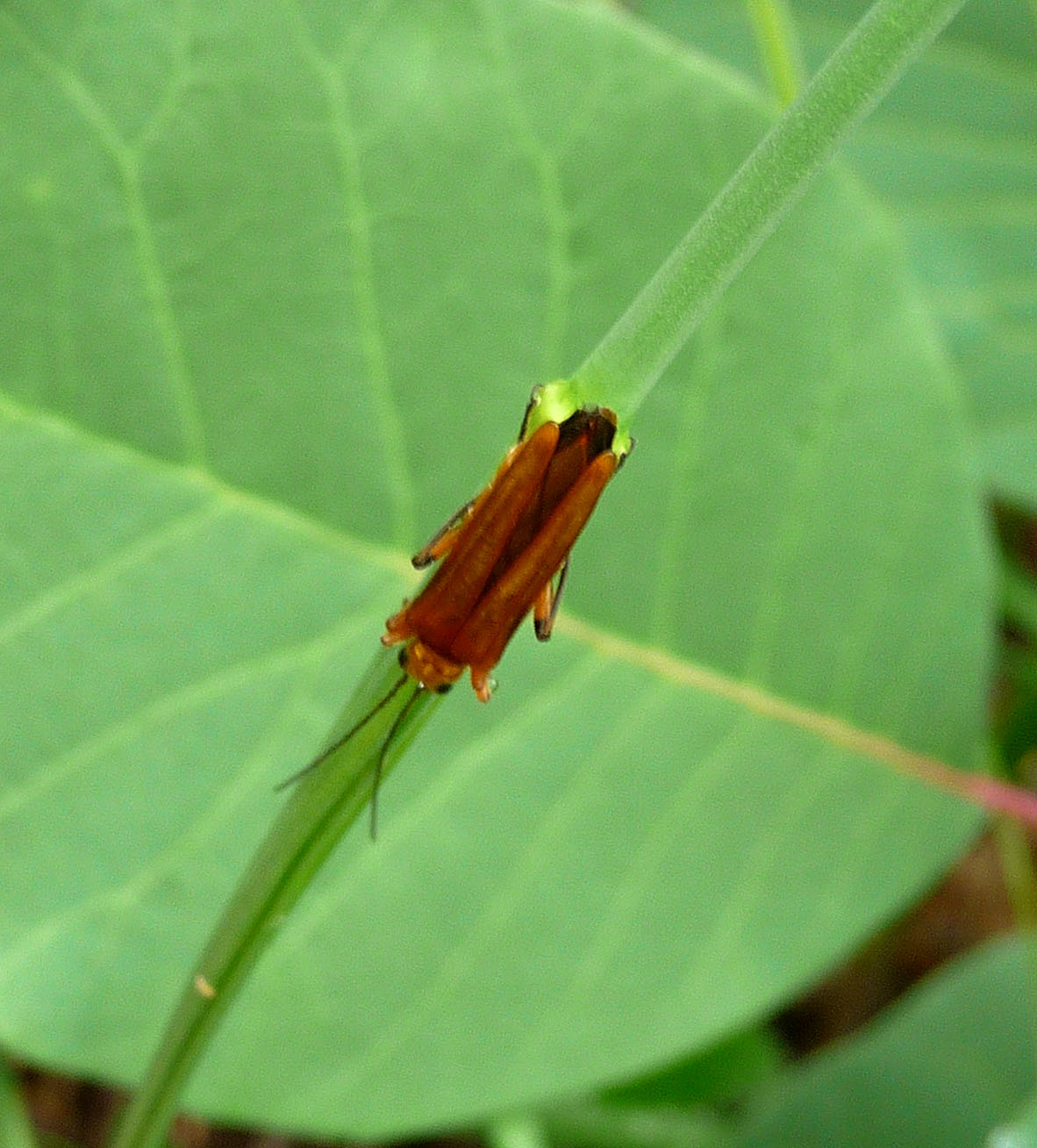 a green insect with large brown eyes sits on the end of a leaf