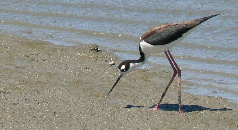 a bird with a long leg bends down to drink water from the lake