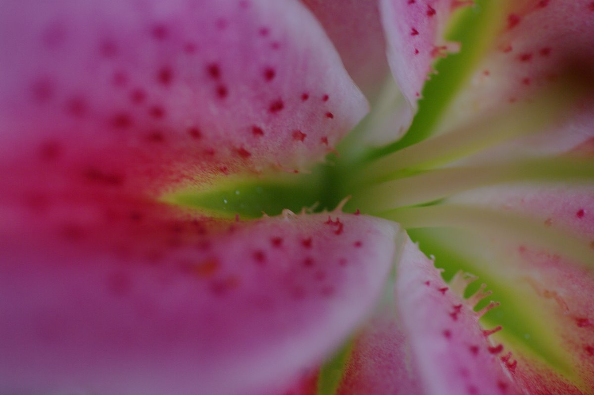 closeup pograph of the center of a pink flower