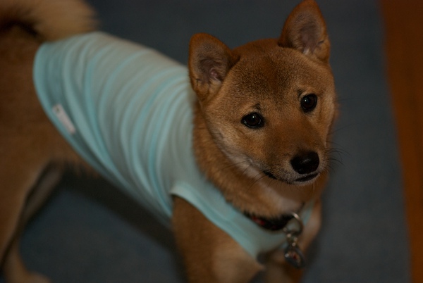 a small dog in a light blue t - shirt
