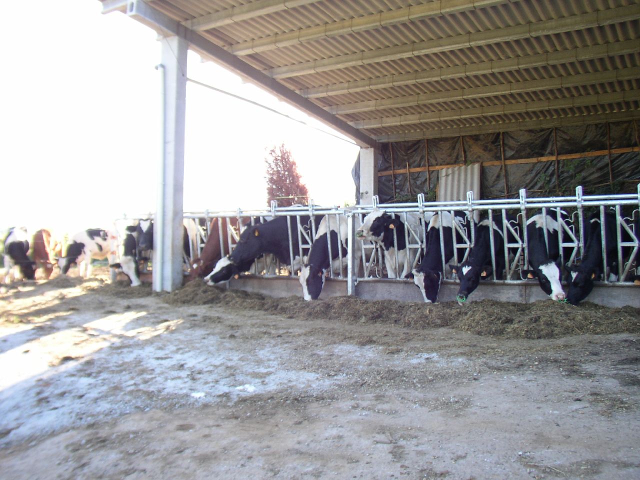 some animals eating hay out of their stalls