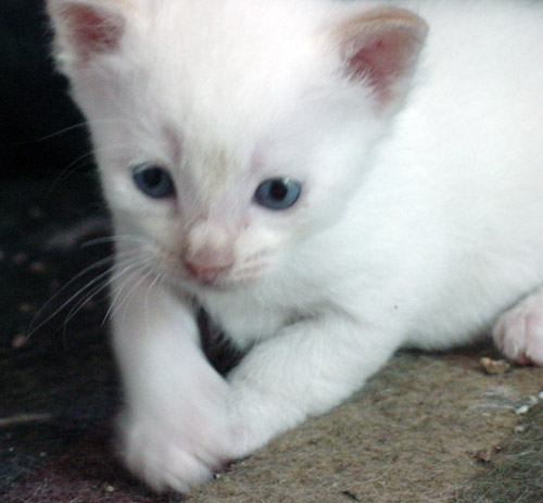 a small kitten is sitting down on a concrete floor