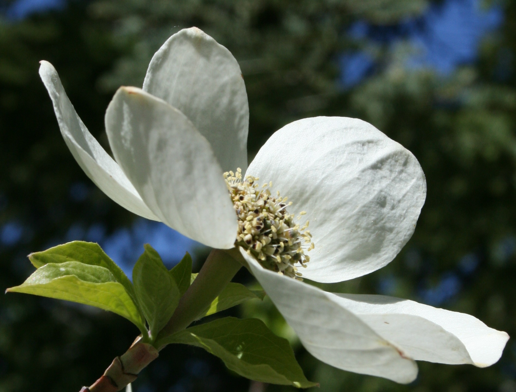 a tree with large white flowers and small green leaves