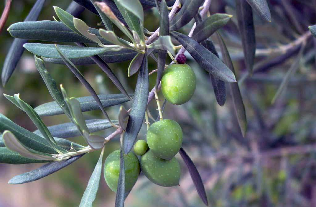 some green olives growing on an olive tree