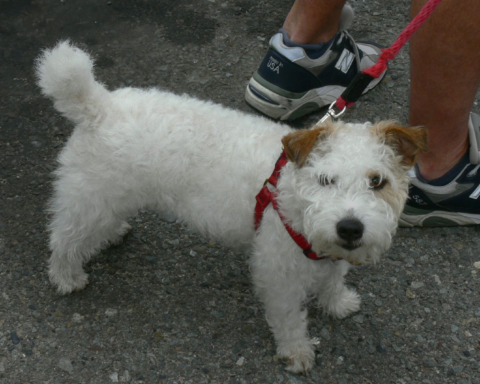 a small white dog is tied to a red leash