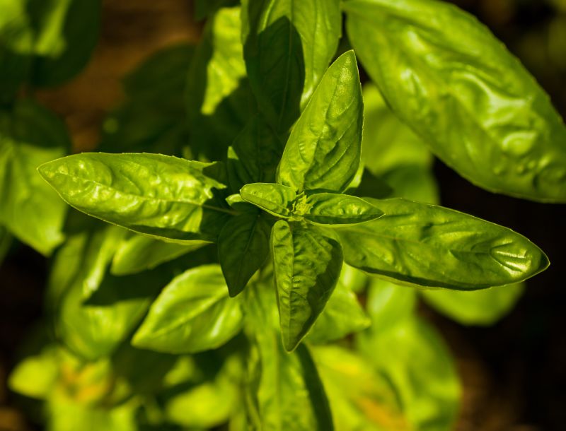 a very pretty green leafy plant with little flowers