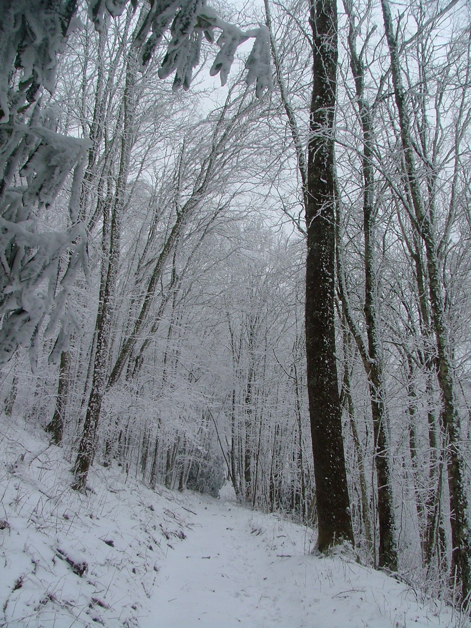 a snow covered trail through a forest with lots of trees