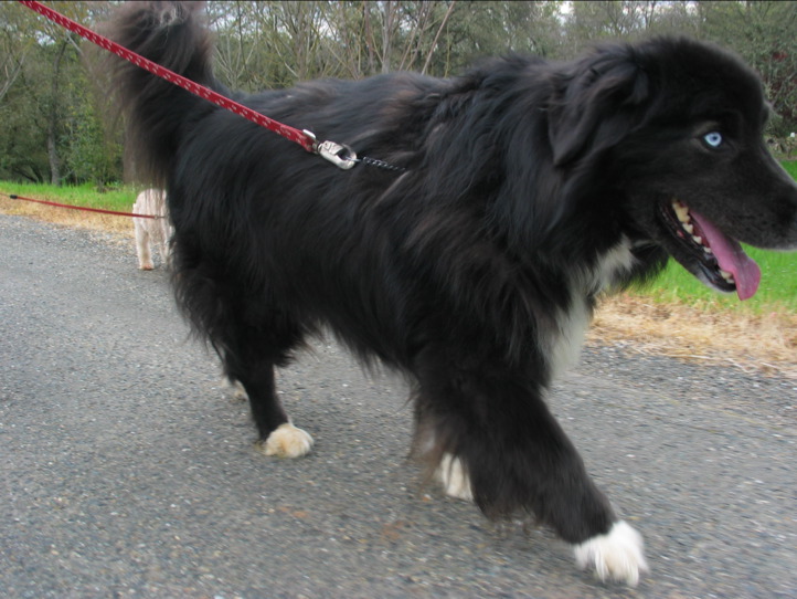 a large black and white dog on a leash and two small white dogs walking in the background