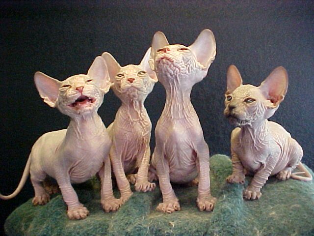 three hairless cats sitting next to each other