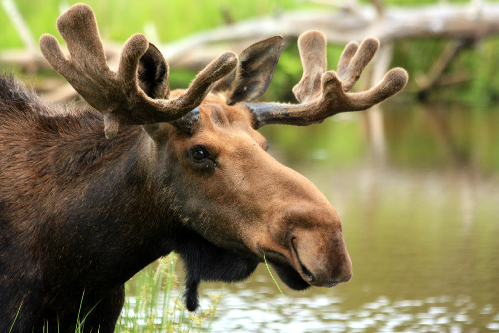 a moose in the grass with a lot of tall grass on it