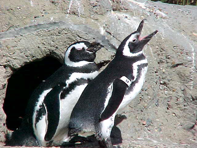 three penguins standing in a hole on the ground