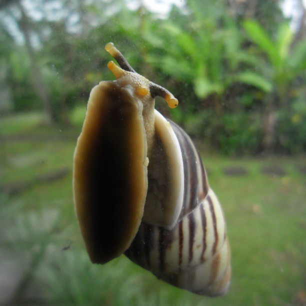 a close up of a snail with its head out of the window