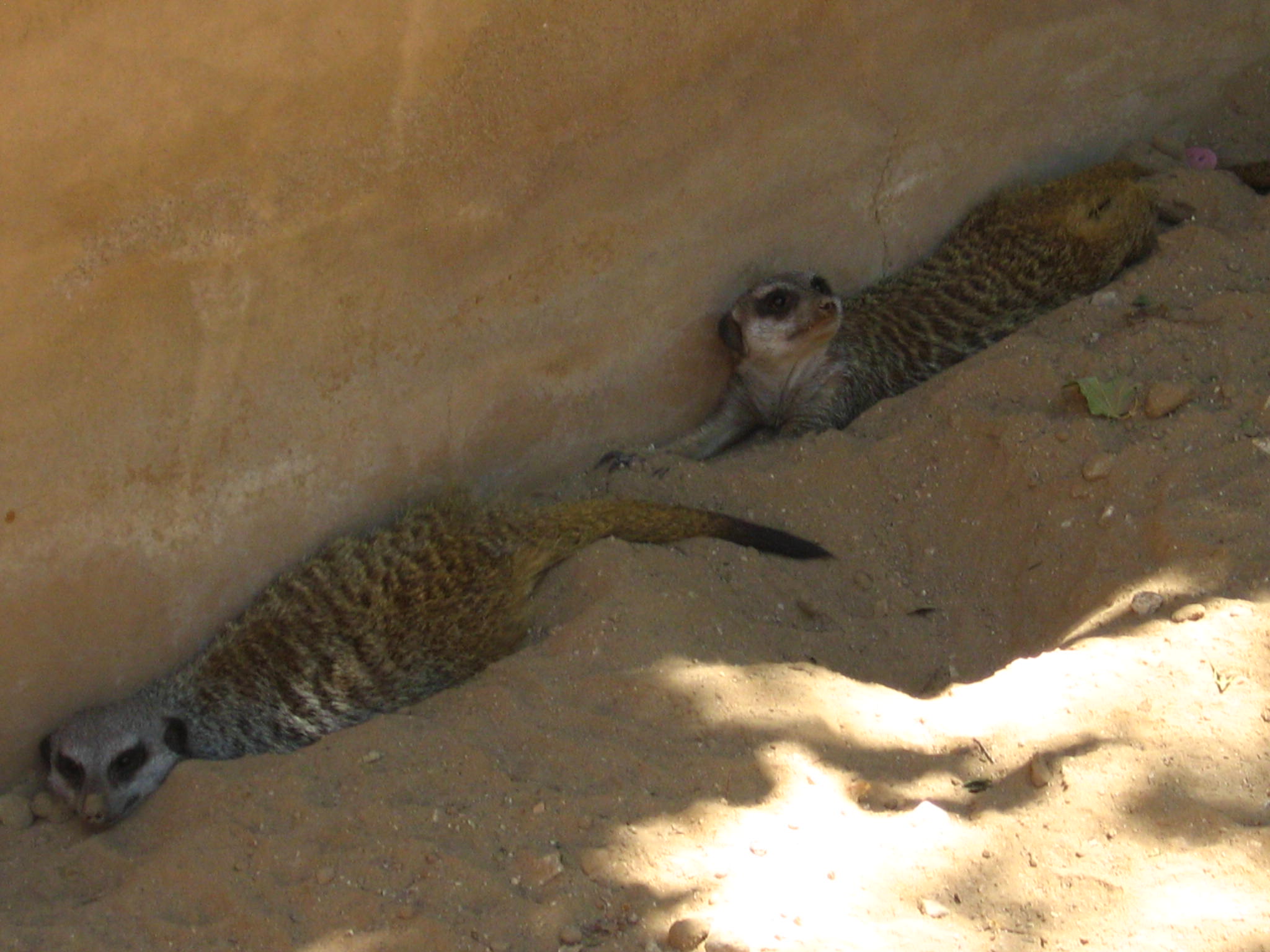 two small animals are resting in the sun near a wall