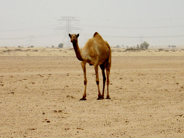 a camel walking in a field in the desert