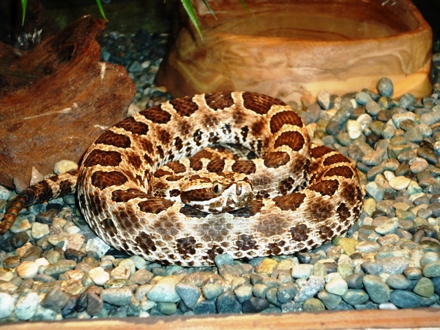 a snake with a striped body, standing on a rock filled area