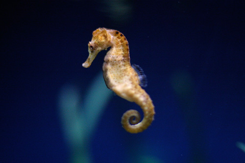 an image of a sea horse in the wild