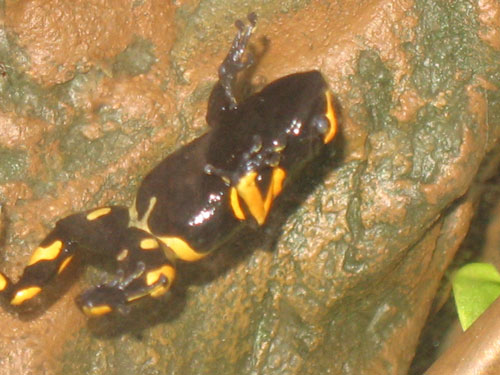 a spotted yellow and black bug in a cave