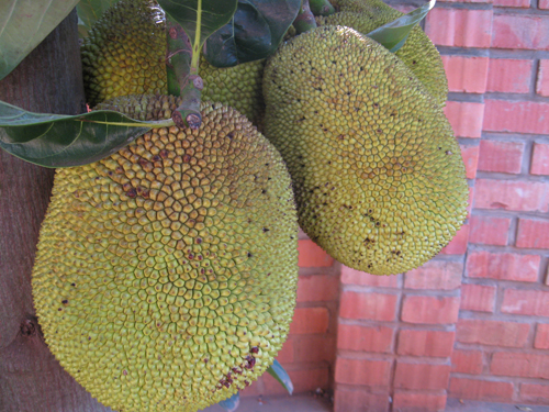 green fruits hanging on the side of the road