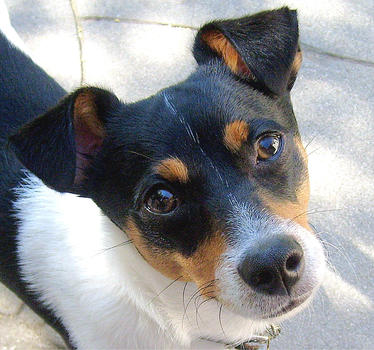 the black and white dog is looking up at soing