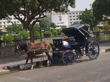 a horse pulling a carriage in the middle of the road