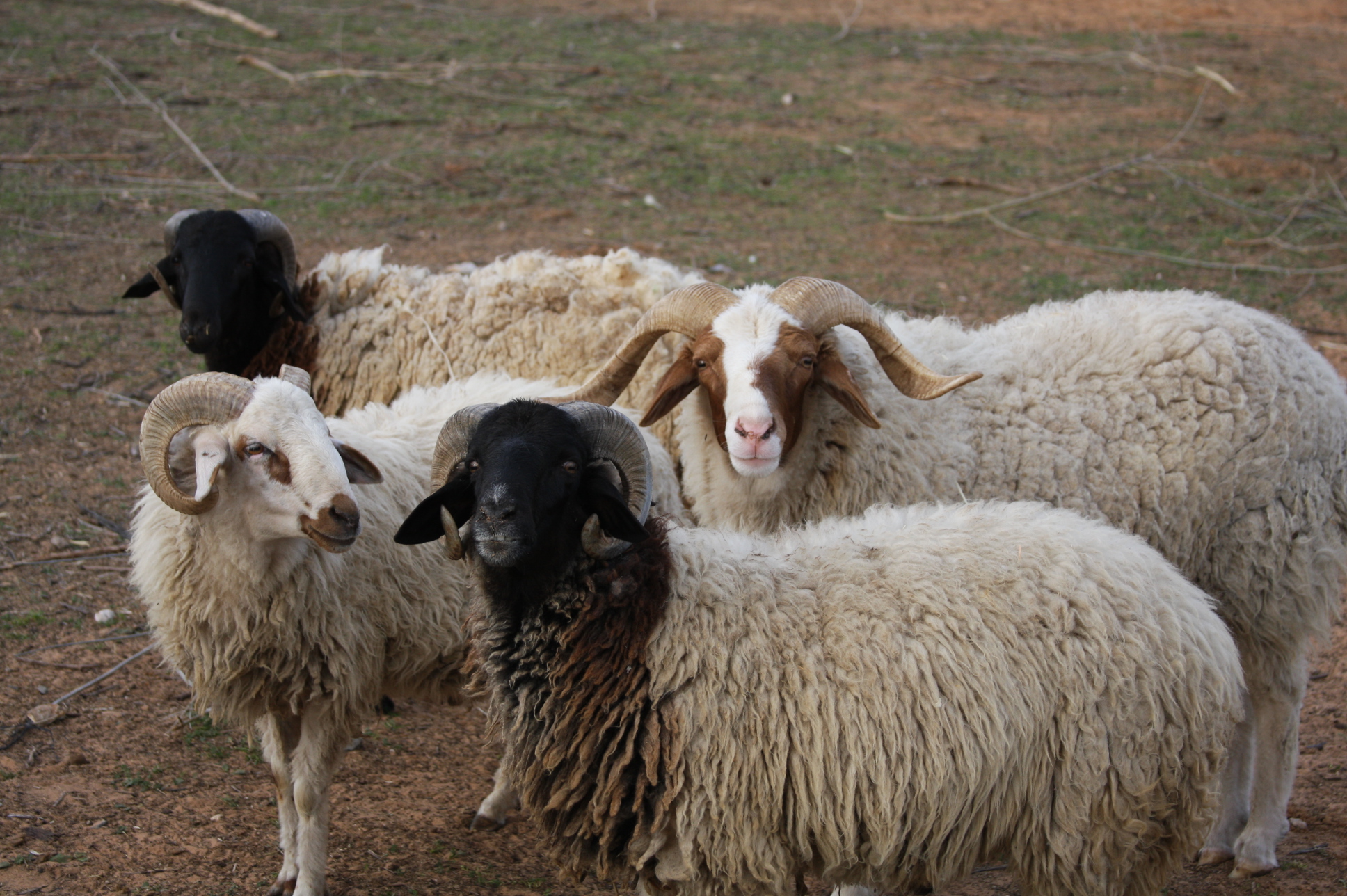 some sheep are standing together in the field