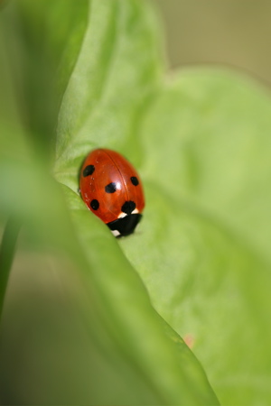 a red and black ladybug sitting on a leaf