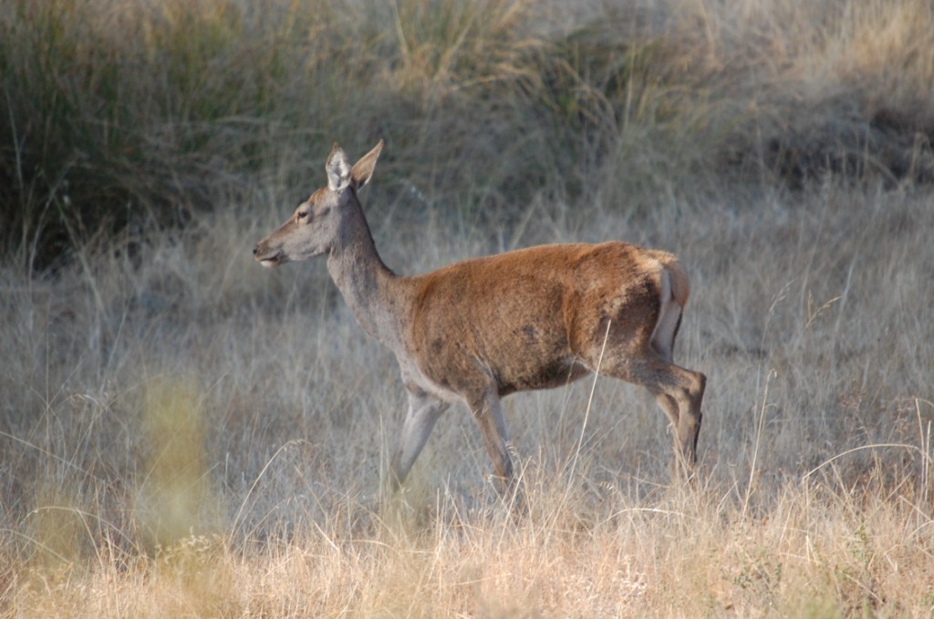 a single deer walking through tall grass in front of bushes