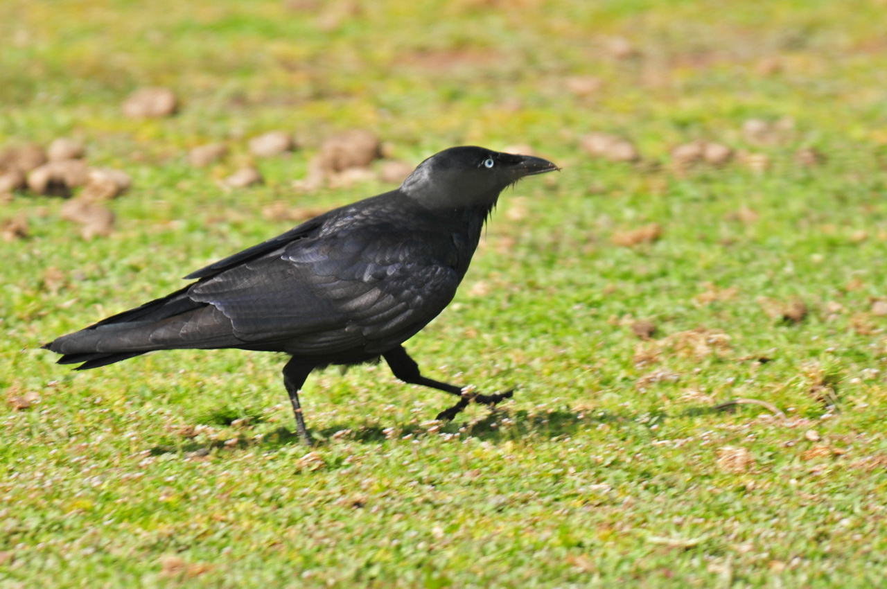 a black bird is walking in the green grass
