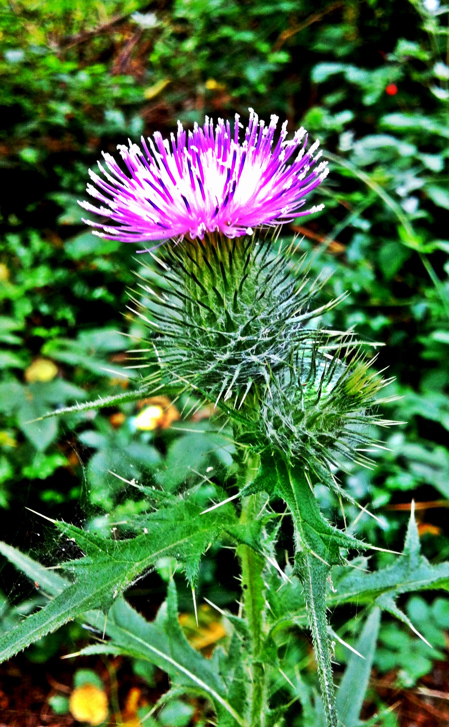 a purple flower with many leaves is in the foreground