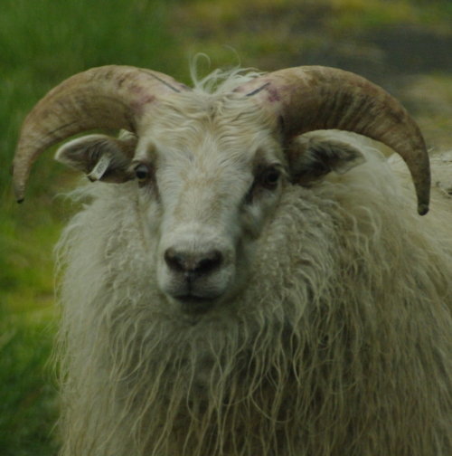 an animal with long hair and horns on its head